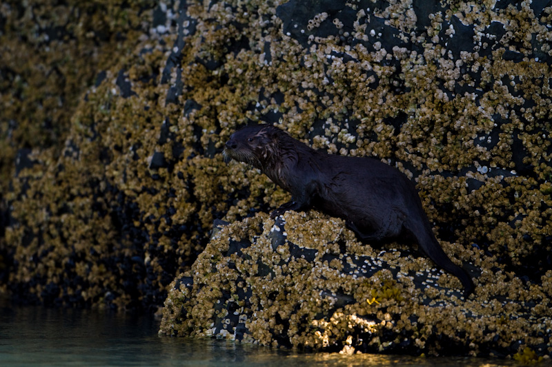 River Otter